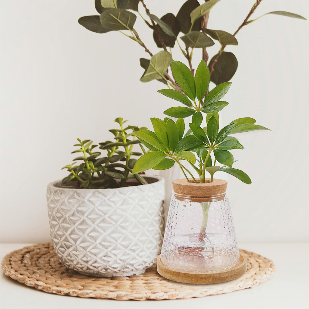 Propagation Station Vase - Набор из 2 стеклянных гидропонных ваз-горшков