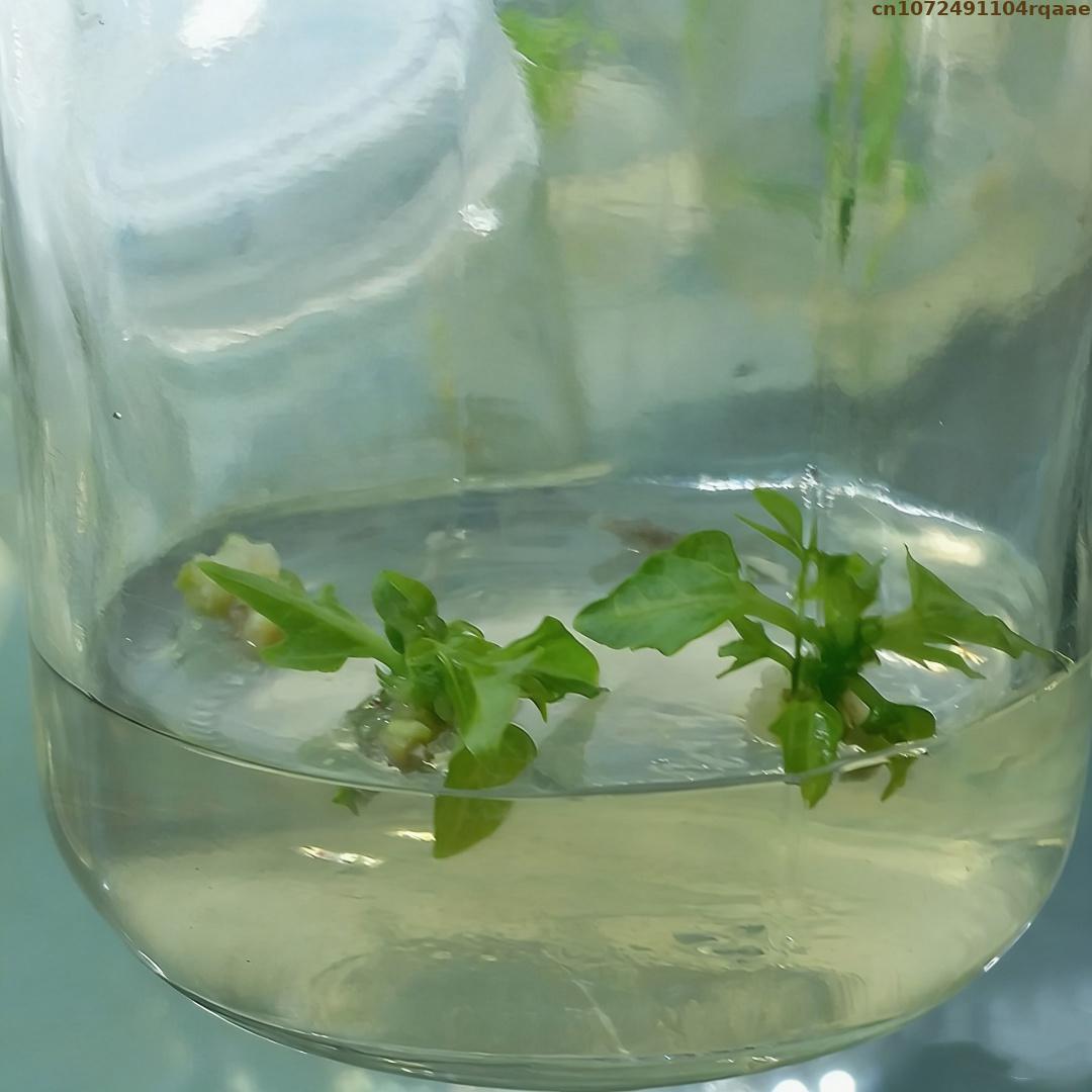 Высококачественный агар-агар д – обзор и цена Agar Tissue Culture