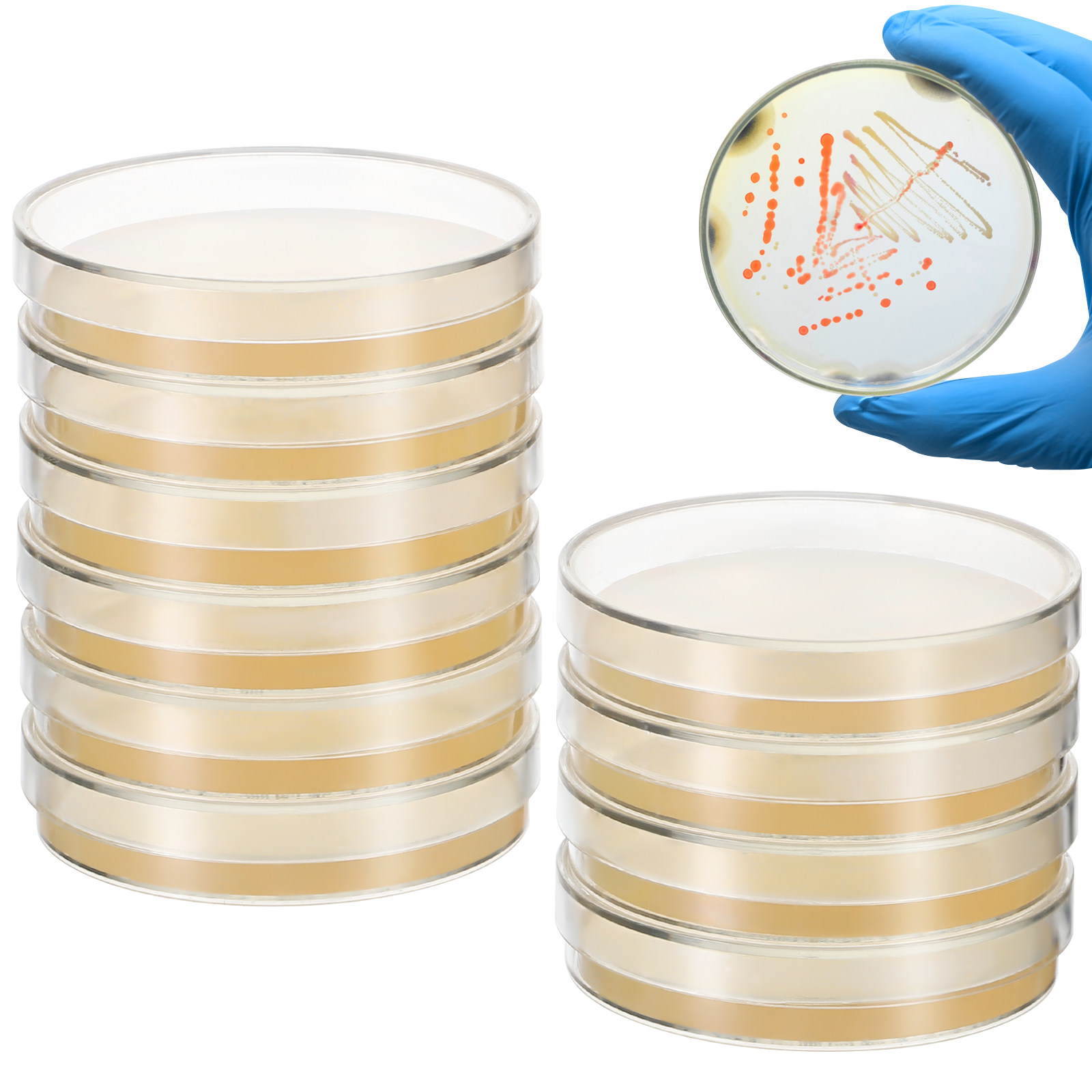 20 шт. предварительно заполнен – обзор и цена Agar Tissue Culture