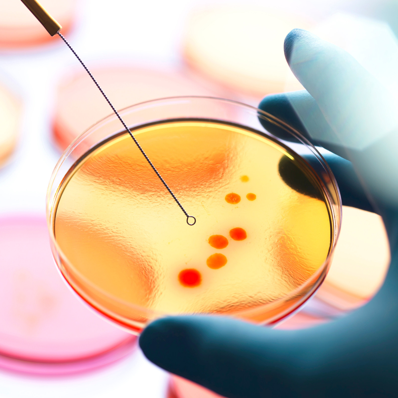 20 шт. предварительно заполнен – обзор и цена Agar Tissue Culture
