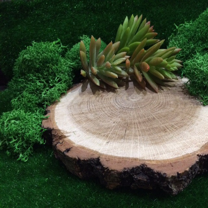 20 г Натуральный Мох искусстве – обзор и цена Sphagnum Moss Dry